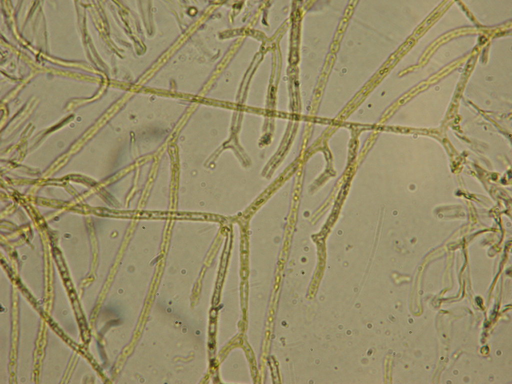 In mancanza di .... QUIZ